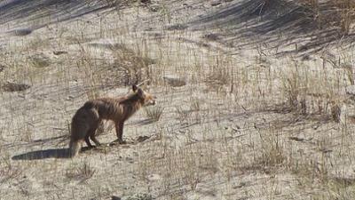 Nationalparks im Baltikum: Litauen: Nationalpark Kurische Nehrung