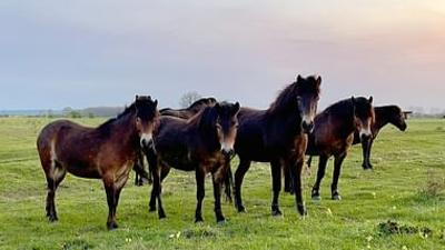 Natura Europa: Was ist Wildnis?