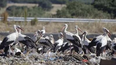 Natura Europa: Ein Himmel voller Vögel