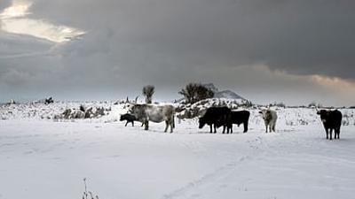 Natura Europa: Die Rückkehr der Auerochsen