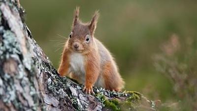 Natura Europa: Das wilde Schottland