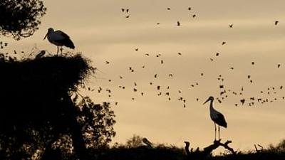 Natura Europa: Ein Himmel voller Vögel