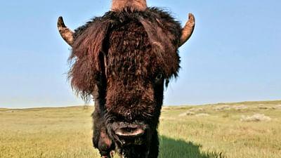 Naturerbe Kanada: Die westlichen Prärien