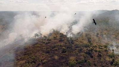 Naturkatastrophen: Wie Tiere und Pflanzen überleben