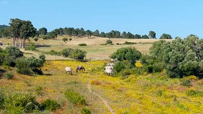 Naturparks in Portugal: Naturpark Sintra-Cascais