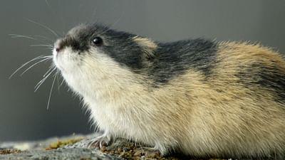 Naturwunder des Nordens: Lemminge