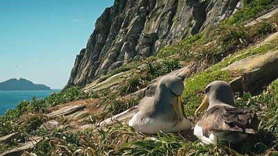 Neuseeland - Gletscher, Vulkane und Kiwis