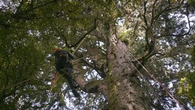Neuseeland - Wald der Riesen