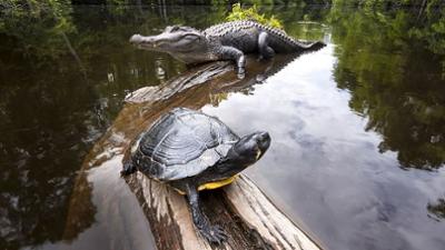 Nordamerikas Dschungel - Verborgene Wälder