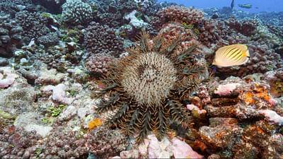 Oasen - Inseln des Lebens: Die Perle des Pazifiks