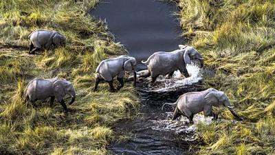 Okawango - Fluss der Träume: Inselwelt