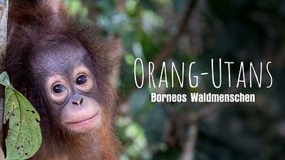 Orang-Utans - Borneos Waldmenschen