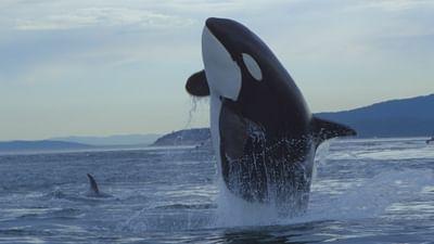 Orcas - Herrscher der Meere