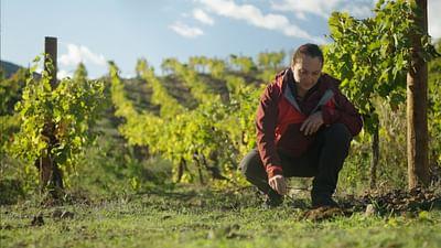 Pakt mit der Natur: Weinberge neu denken