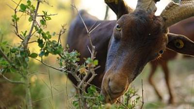 Pakt mit der Natur: Die Mediterrane Garrigue wiederentdecken