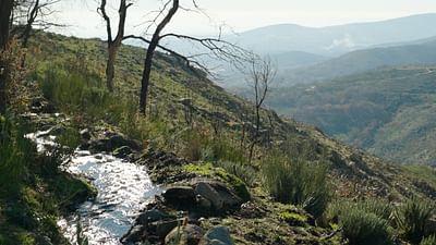 Pakt mit der Natur: Flüsse regenerieren