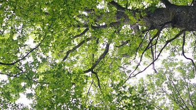 Pakt mit der Natur: Wälder mit anderen Augen sehen