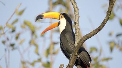 Paraguays unbekannte Schätze: Im Herzen des Gran Chaco
