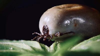 Parasiten packen aus
