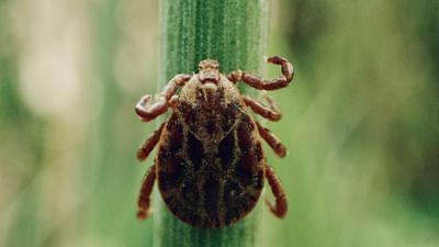 Parasiten packen aus