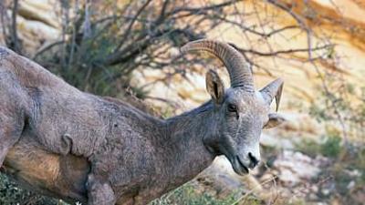 Phänomenale Natur: Grand Canyon, bedrohtes Naturerbe
