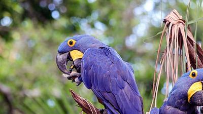 Phänomenale Natur: Pantanal: Brasiliens unbekannte Wildnis