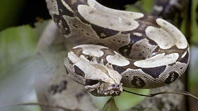 Phänomenale Natur: Canaima: Wildniswunder Tafelberge