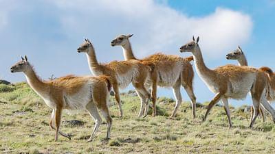 Phänomenale Natur: Torres del Paine: Wildes Patagonien