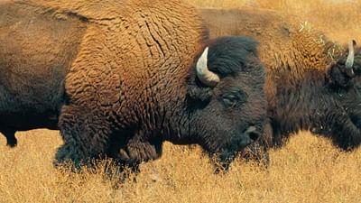 Phänomenale Natur: Grand Canyon, bedrohtes Naturerbe