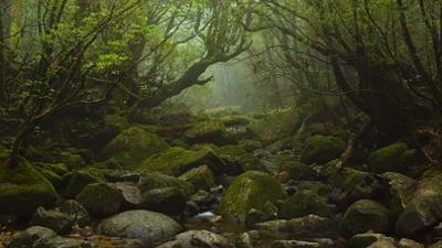 Phänomenale Natur: Yakushima - Insel des mystischen Waldes