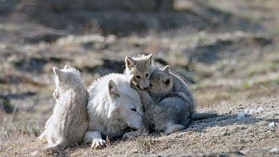 Polarwölfe: Überleben in der Arktis