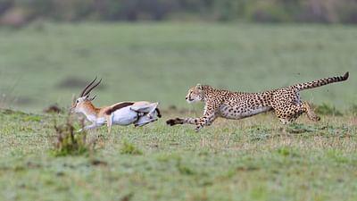 Raubtiere und ihre Beute, Kampf ums Überleben: Der Gepard
