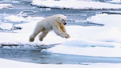 Raubtiere und ihre Beute, Kampf ums Überleben: Der Eisbär