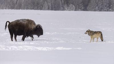 Raubtiere und ihre Beute, Kampf ums Überleben: Der Wolf