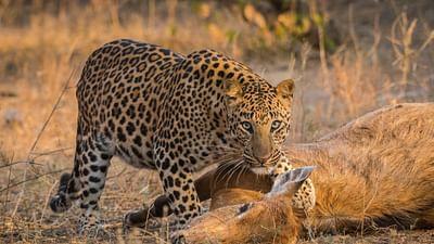 Raubtiere und ihre Beute, Kampf ums Überleben: Der Leopard