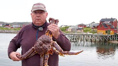 ARTE Re:: Re: Invasion der Riesenkrabbe - Norwegens monströse Delikatesse
