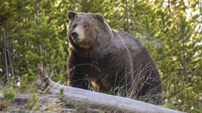 Rückeroberung der Rocky Mountains: Wildkorridore für die Grizzlybären