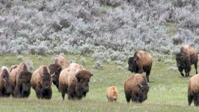 Rückeroberung der Rocky Mountains: Eine neue Heimat für die Bisons