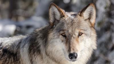 Rückeroberung der Rocky Mountains: Ein Pakt für die Wölfe