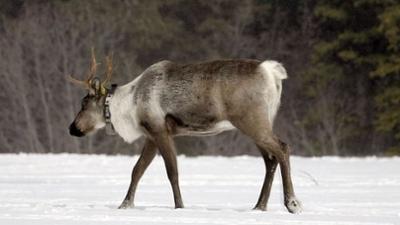 Rückeroberung der Rocky Mountains: Eine Geburtsstation für Karibus