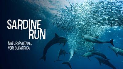 Sardine Run - Naturspektakel vor Südafrika