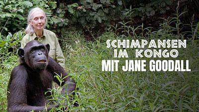Schimpansen im Kongo mit Jane Goodall