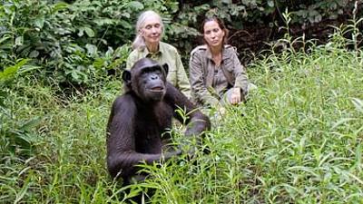 Schimpansen im Kongo mit Jane Goodall