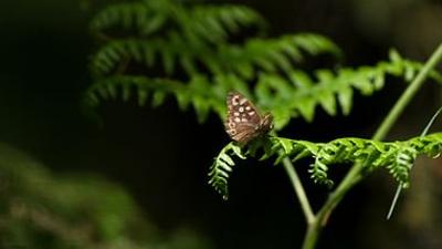 Schmetterlinge!!! - Superhelden der Natur: Die Überlebenskünstler