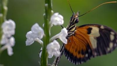 Schmetterlinge!!! - Superhelden der Natur: Die Verwandlungskünstler