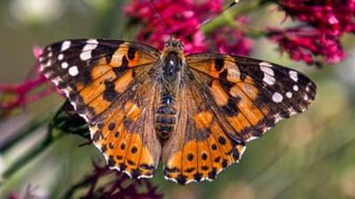 Schmetterlinge!!! - Superhelden der Natur: Die Flugkünstler