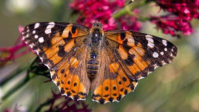 Schmetterlinge!!! - Superhelden der Natur: Die Flugkünstler