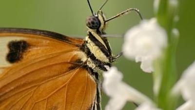 Schmetterlinge!!! Superhelden der Natur: Best Of