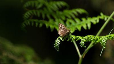 Schmetterlinge!!! Superhelden der Natur: Die Überlebenskünstler