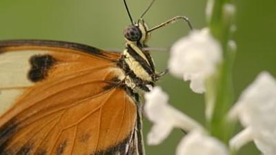 Schmetterlinge!!! Superhelden der Natur: Best Of